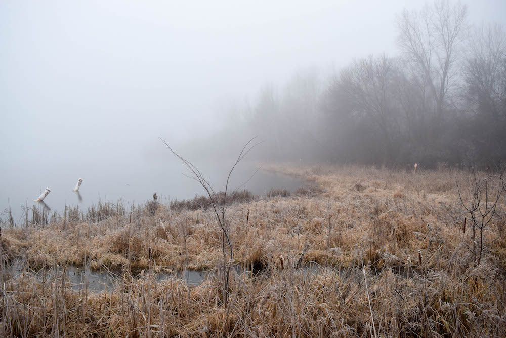 Timothy Pate Foggy Minneapolis