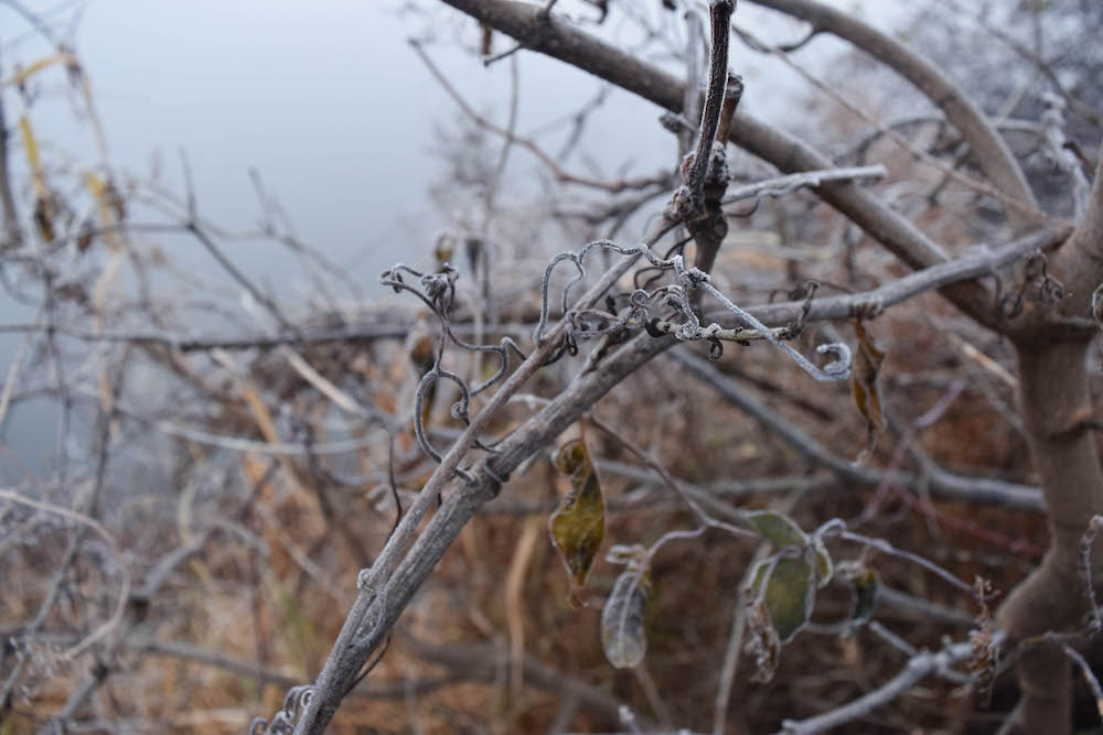 Timothy Pate Foggy Minneapolis